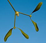 BB 08 0034 / Viscum album / Misteltein